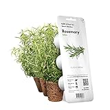 Click And Grow Smart Garden Rosemary Plant Pods, 3-Pack